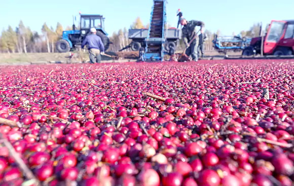 Cranberry Harvest Celebration